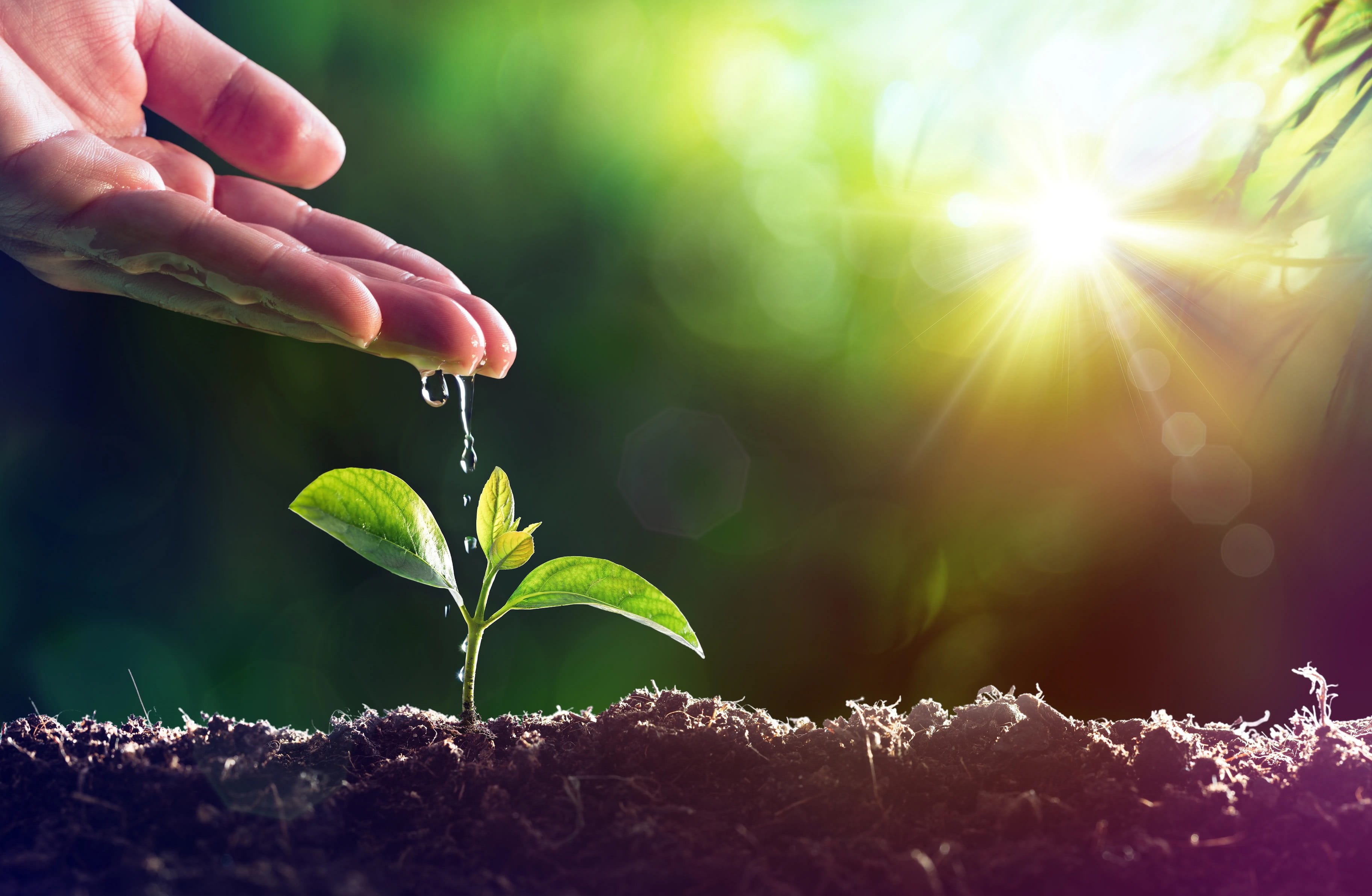 West: 100 Years of Health, Environment, and Sustainability