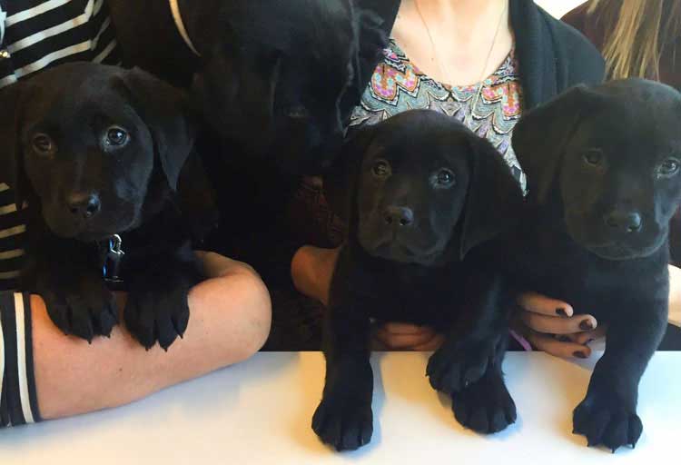 Supporting service animals with a puppy party sponsored by Canine Partners for Life.