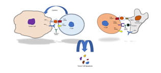 Simplified Schematic of Checkpoint Inhibitor Mode of Action