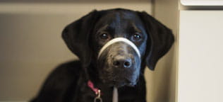 Raising Hope for Canine Partners for Life